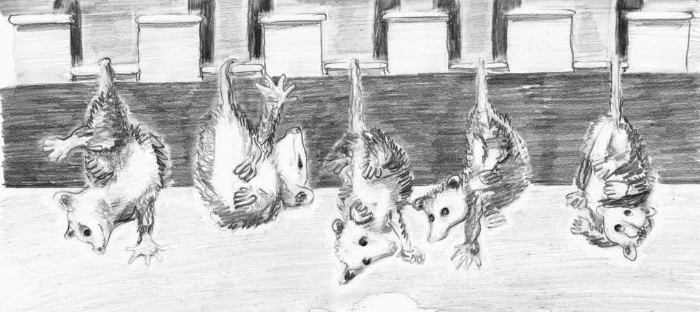 possums